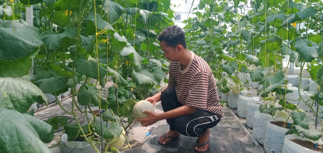 Maksimalkan Keuntungan Budidaya Melon dengan Greenhouse ala Petani Mojongapit