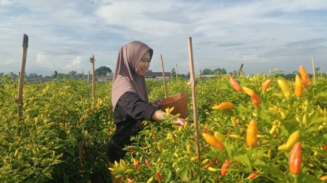 Harga Cabai di Jombang Melonjak, Berkah Bagi Petani Meski Beban bagi Konsumen