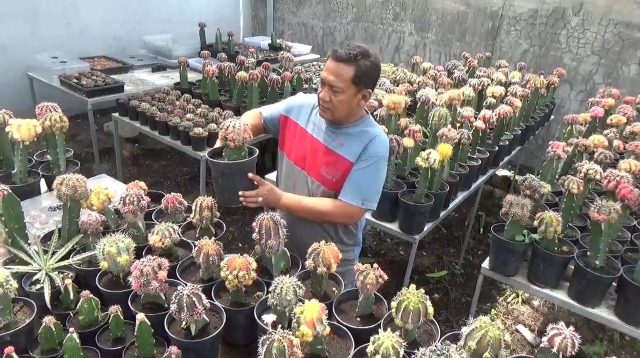 Dari Pekarangan Rumah, Rinda Warga Desa Mojongapit Jombang Raup Cuan dengan Budidaya Kaktus