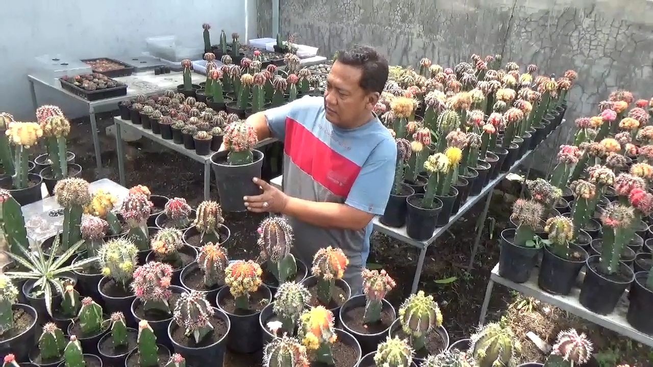 Dari Pekarangan Rumah, Rinda Warga Desa Mojongapit Jombang Raup Cuan dengan Budidaya Kaktus