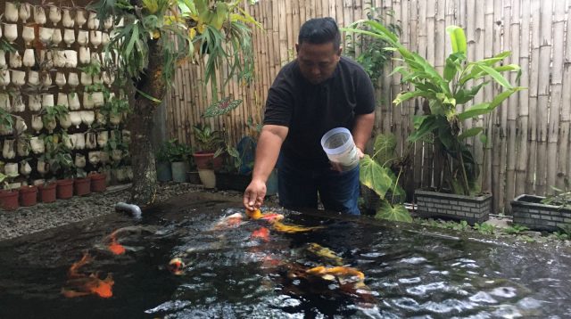 Berbagi Tips Merawat Koi ala Pembudidaya Asal Jombang: Untung Menggiurkan