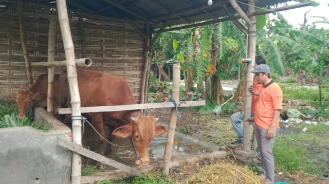 Peternak di Gudo Jombang Berjuang Melawan Wabah PMK, Ini yang Dilakukan