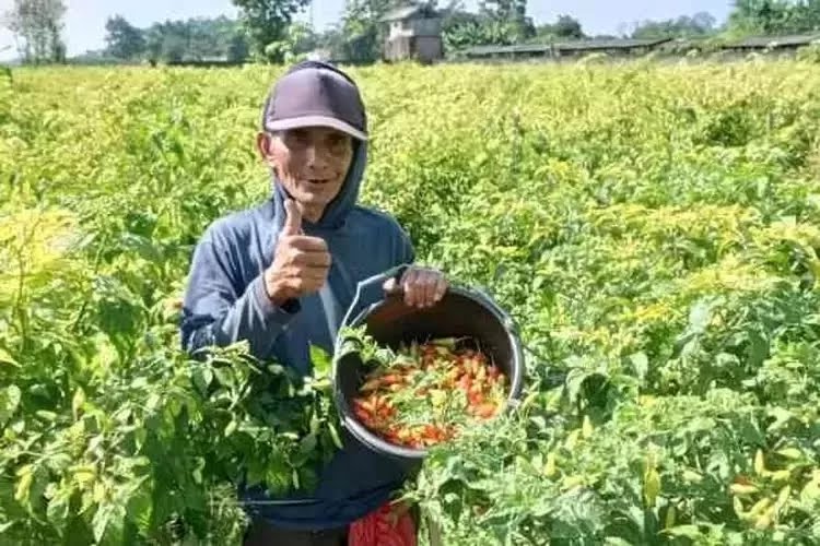 Petani Cabai Sumringah, Harga Cabai dari Sawah Tembus Rp85.000 Per Kilogram