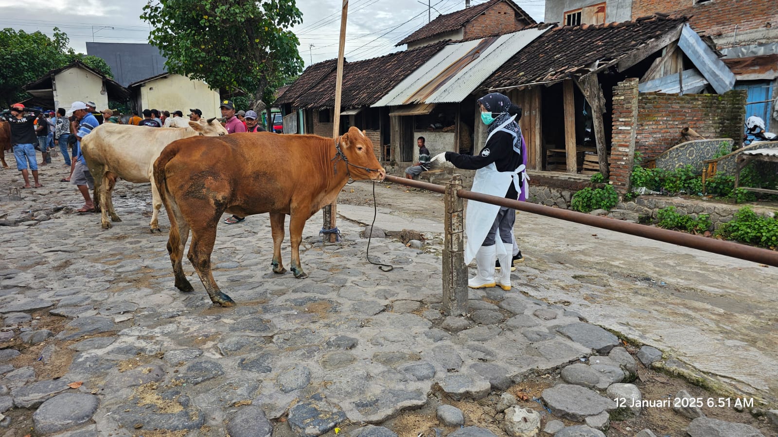Sebanyak 638 Sapi di Kabupaten Kediri Positif Terpapar PMK