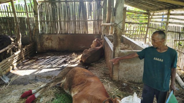 PMK di Ponorogo Meluas, di Desa Plalangan Jenangan Ada 4 Sapi Mati Mendadak dan Puluhan Terpapar