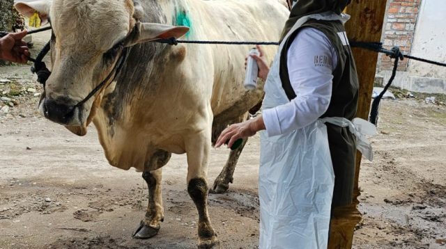 Kementan Bantu 1828 Dosis Vaksin untuk Penyembuhan Sapi Terpapar PMK di Kediri