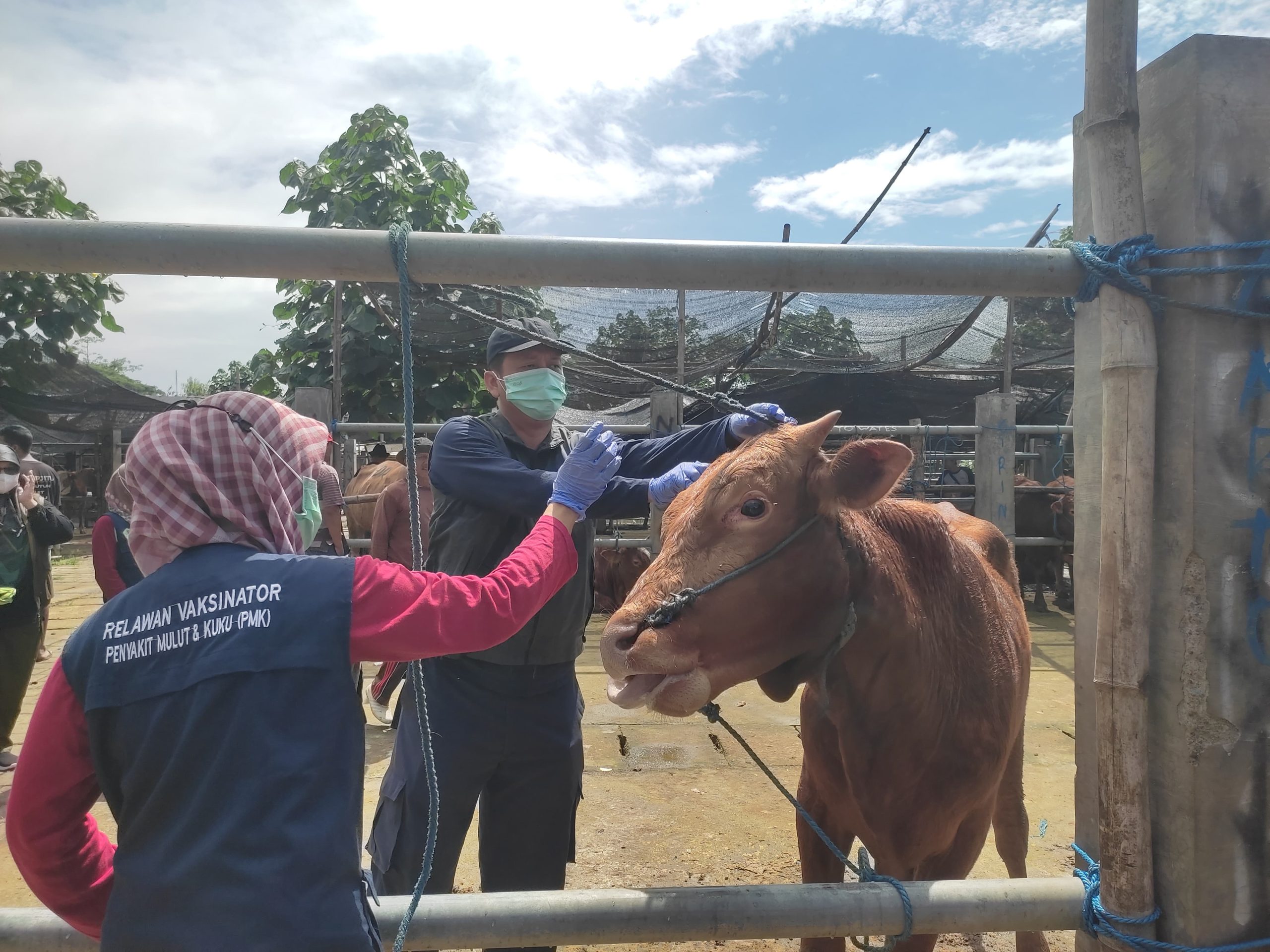 Sidak Kesehatan Ternak di Pasar Hewan, Petugas DKPP Kota Blitar Temukan Sapi Diare