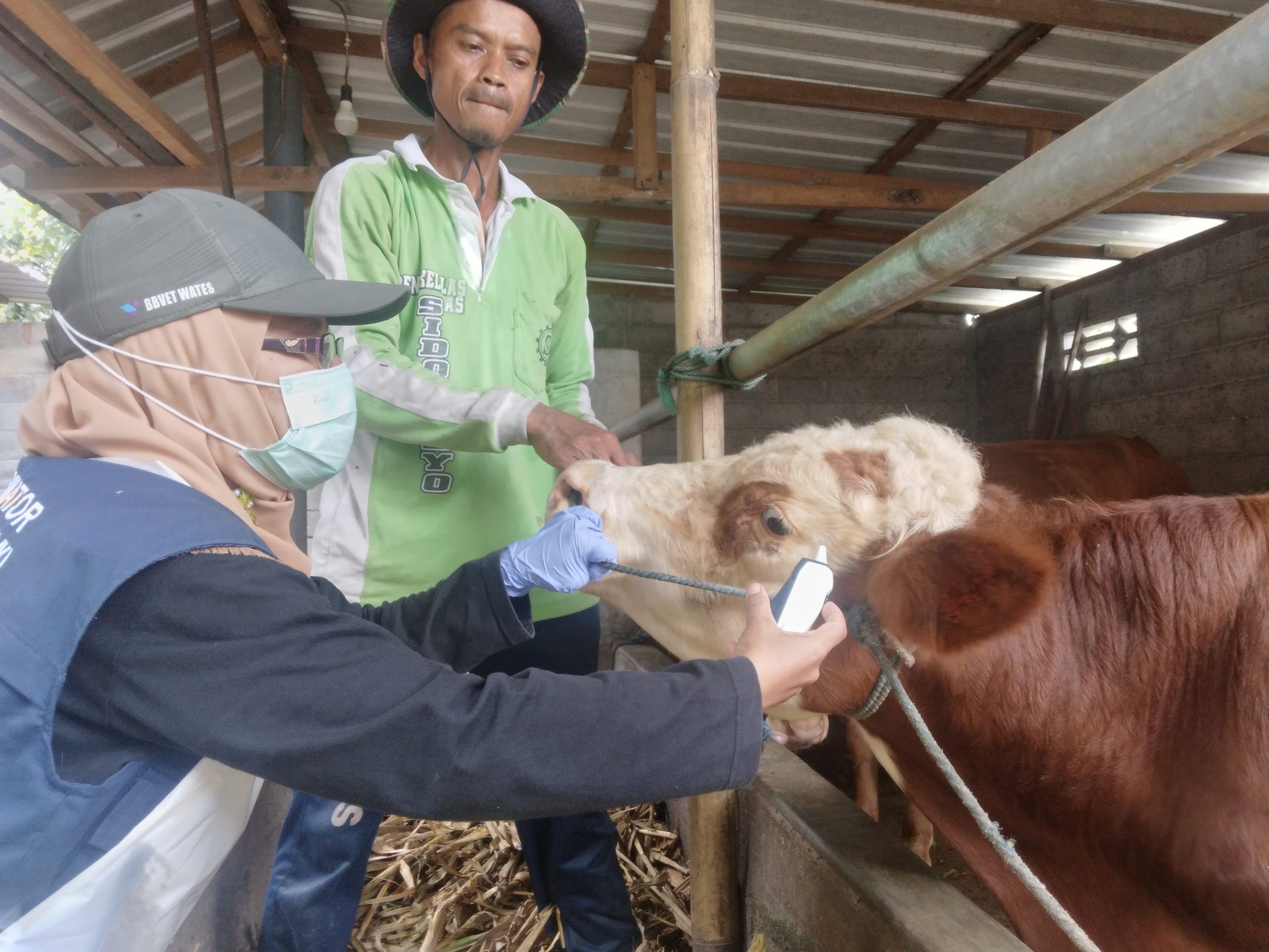 Tujuh Kelurahan Sasaran Virus PMK, DKPP Kota Blitar Gencar Vaksinasi