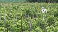 Curah Hujan Tinggi, Petani Cabai di Jombang Mengeluh