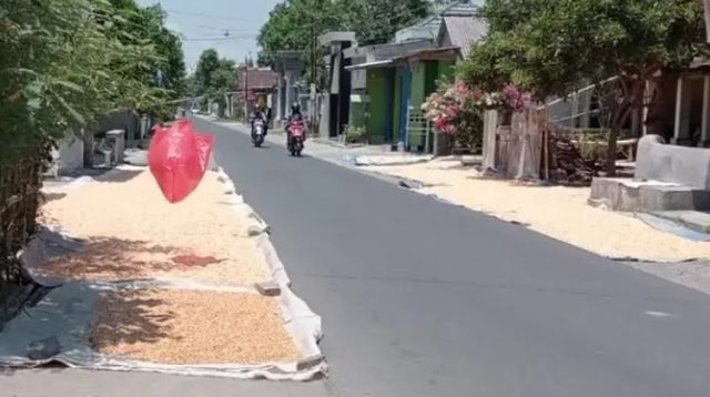 Harga Jagung Turun Dipengaruhi Iklim, Petani Kabupaten Kediri Tetap Tanam usai Panen