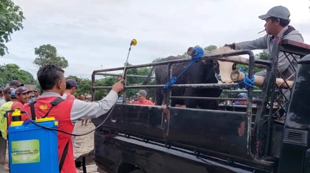 Semprot Disinfektan Pada Sapi Sebelum Masuk Pasar Hewan