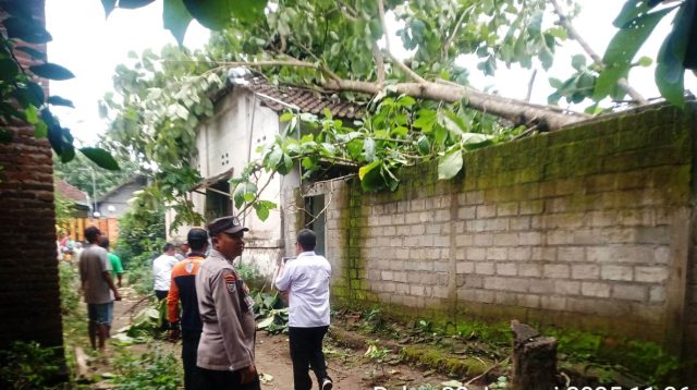 Waspada Pohon Tumbang, BPBD Kabupaten Blitar Imbau Potong Kayu Rawan Roboh