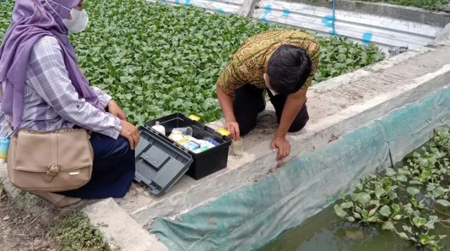 Pembudidaya Ikan di Kabupaten Kediri, Perlu Waspada Kesehatan Ikan di Cuaca Ekstrem