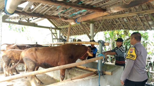 Sebanyak 300 Ekor Sapi di Desa Deyeng Ringinrejo Kediri Tervaksin
