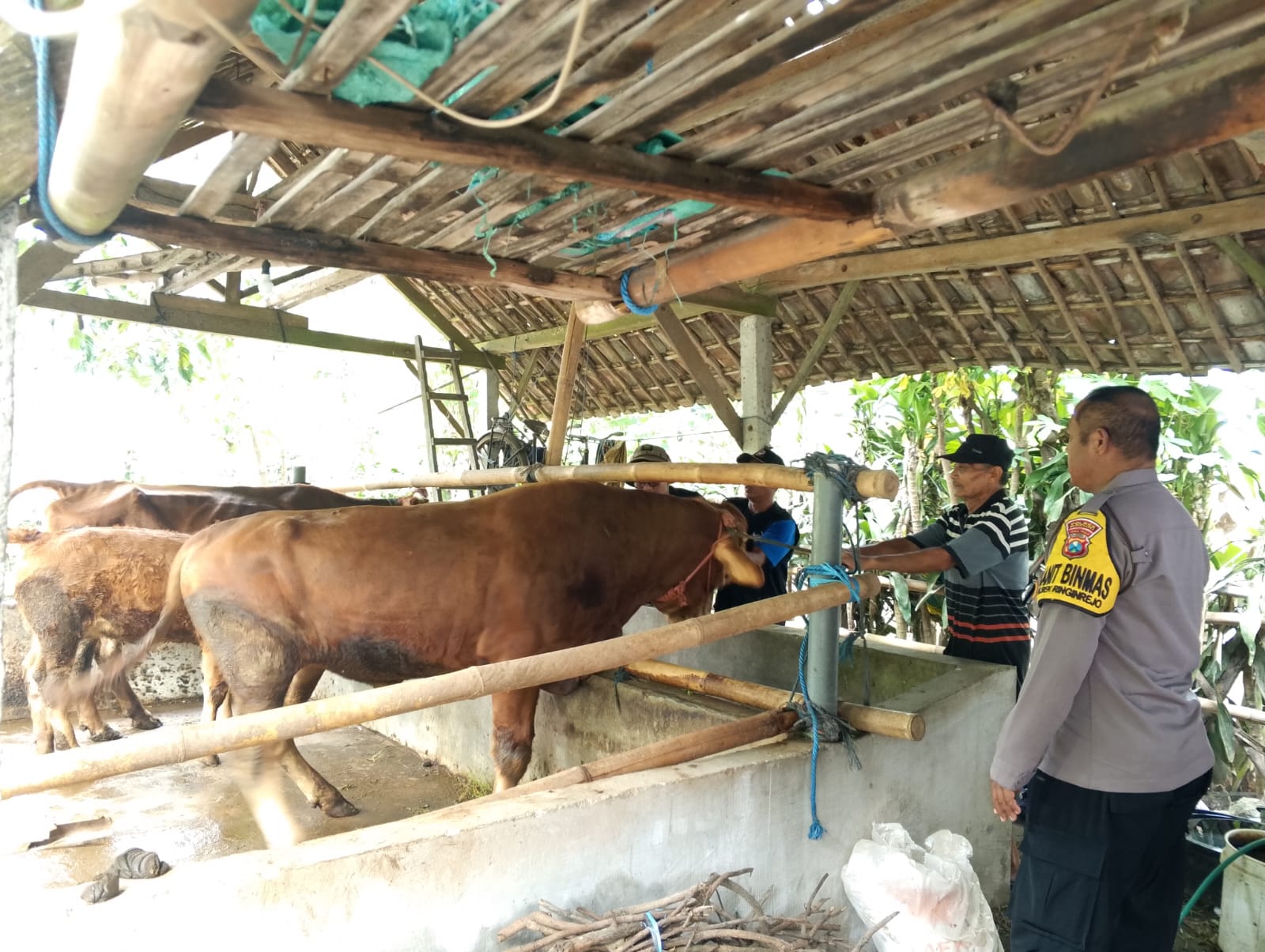Sebanyak 300 Ekor Sapi di Desa Deyeng Ringinrejo Kediri Tervaksin