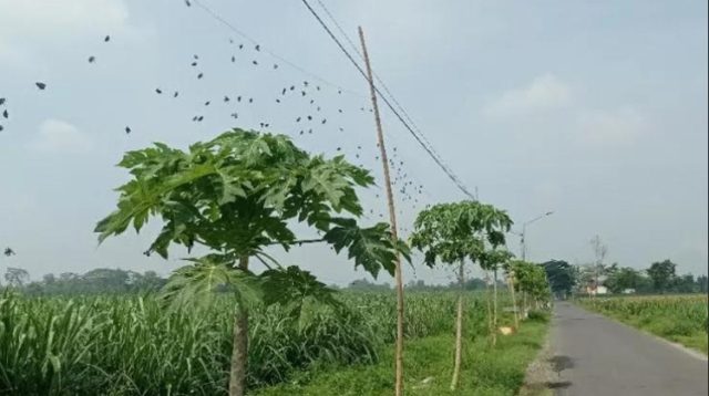 Paranet Masih Digunakan Penghalau Hama Cegah Tanaman Rusak