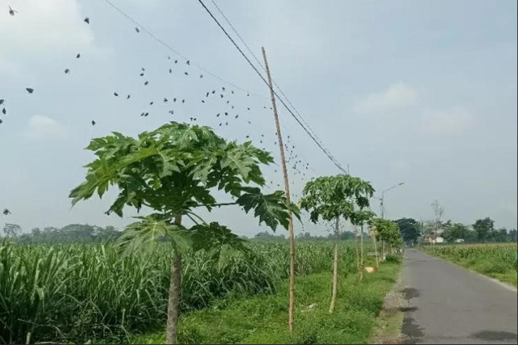 Paranet Masih Digunakan Penghalau Hama Cegah Tanaman Rusak