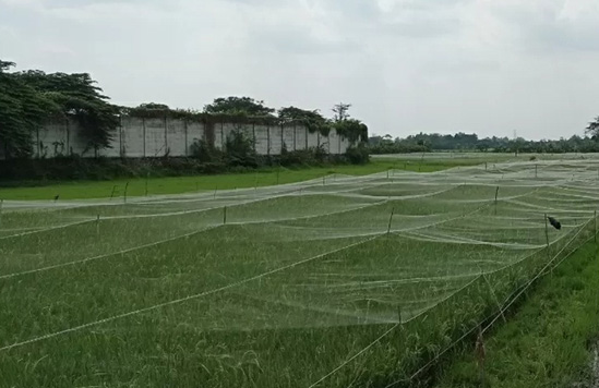Cegah Hama Burung dan Belalang, Petani di Kabupaten Kediri Pasang Paranet