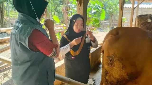 DKPP Kabupaten Kediri Fokus Pengobatan Sapi Cegah PMK