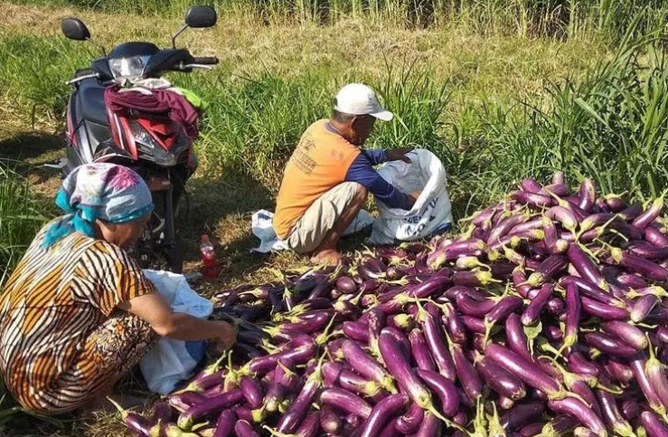 Musim Hujan, Harga Terong di Wilayah Kabupaten Kediri Tembus Rp5.500