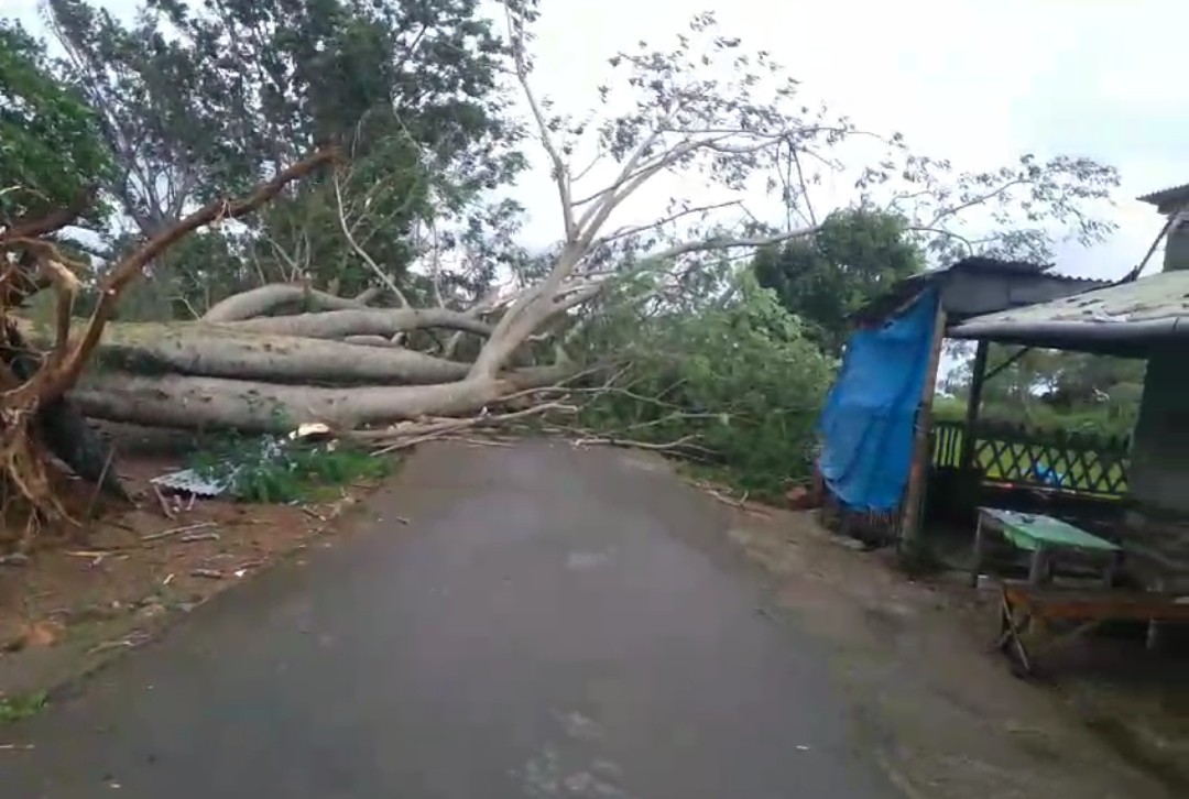 Angin Kencang dan Cuaca Ekstrem di Kediri, Waspada Pohon Tumbang