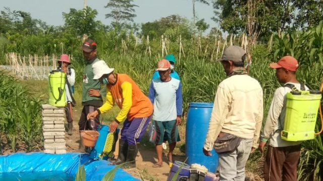 Hindari Hama, Petani Kediri Lakukan Gerdal