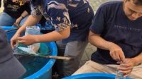 Cegah DBD, Dinas Perikanan Kabupaten Kediri Beri 3800 Ikan Hias Gratis ke Warga