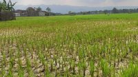 Puluhan Hektare Sawah di Ponorogo Terserang Asem-asem, Dispertahankan Beri Penjelasan