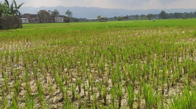 Puluhan Hektare Sawah di Ponorogo Terserang Asem-asem, Dispertahankan Beri Penjelasan