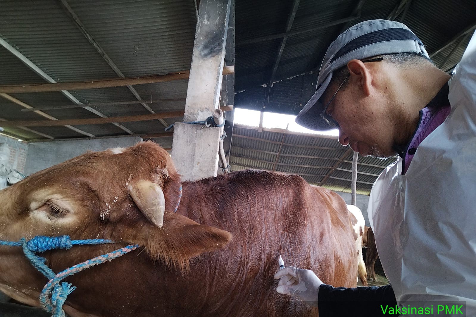 Angka Kesembuhan Ternak Akibat PMK di Kabupaten Kediri Meningkat