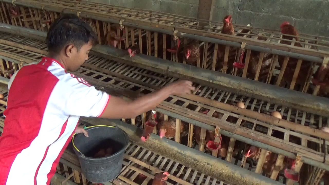 Harga Telur Naik Jelang Ramadan, Peternak di Jombang Raup Keuntungan