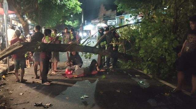 Pohon Tumbang Tertabrak Pengendara Motor, Dua Warga Mojo Luka-Luka