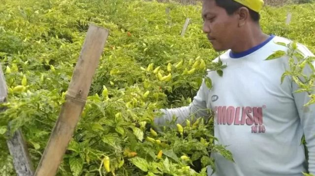 Musim Hujan, Petani Cabai di Kediri Waspada Virus Gemini