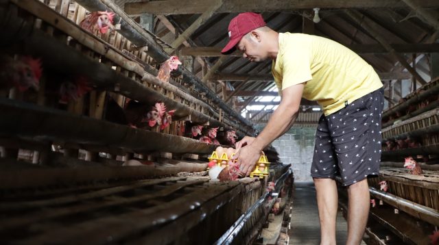 Harga Telur di Ponorogo Naik Ugal-ugalan, Masyarakat Pilih Beli Langsung dari Peternak