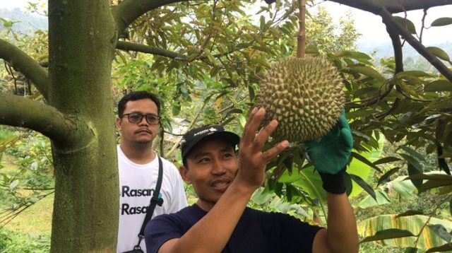 Kelezatan Durian Premium Musangking Milik Petani Wonosalam Banyak Diburu Pembeli