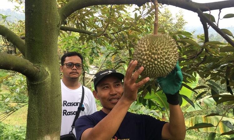 Kelezatan Durian Premium Musangking Milik Petani Wonosalam Banyak Diburu Pembeli