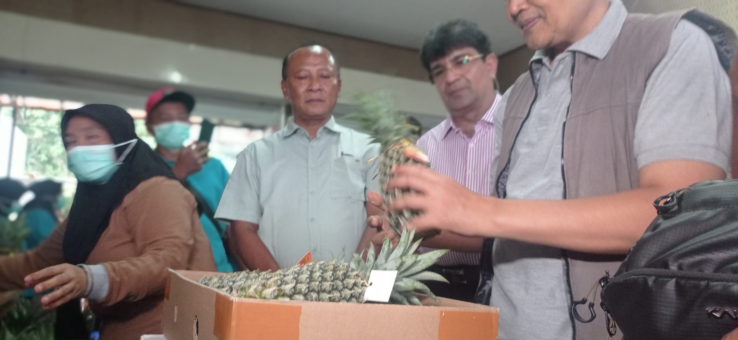 Sebanyak 20 Ton Nanas Quin Simplex Kediri Diekspor Perdana ke Arab Saudi