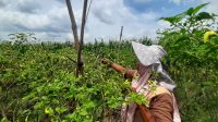 Faktor Cuaca, Harga Cabai Rawit Petani Fluktuatif