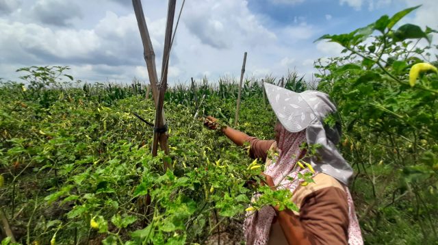 Faktor Cuaca, Harga Cabai Rawit Petani Fluktuatif