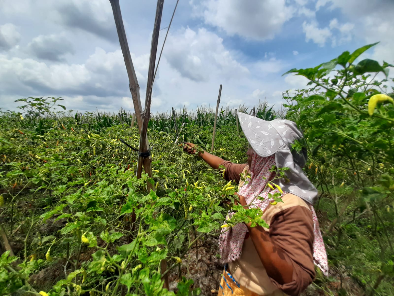 Faktor Cuaca, Harga Cabai Rawit Petani Fluktuatif