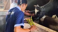 Angka Kesembuhan Sapi dari PMK di Kabupaten Kediri Capai 759 Ekor