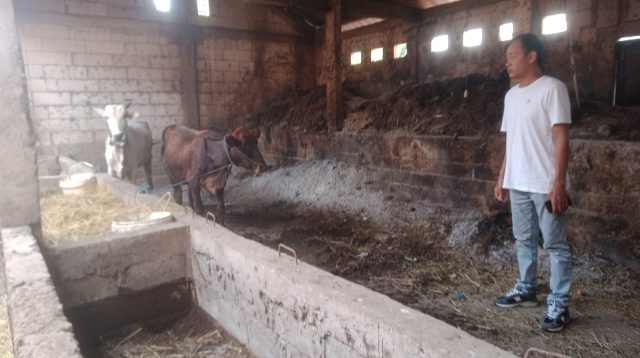 Program UPPO Pertanian di Desa Bulu Nganjuk Gagal, PMK jadi Dalih Sapi Raib