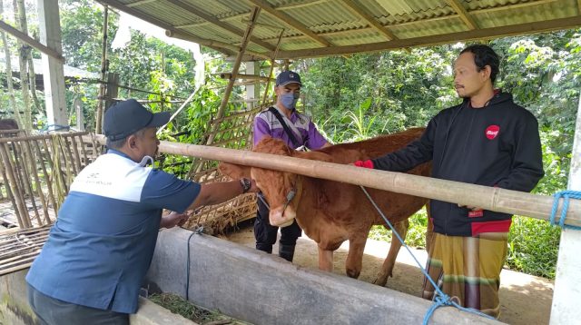 Tulungagung Sudah Nihil Temuan Kasus PMK,  Vaksinasi Capai 52 Persen dari Total Populasi