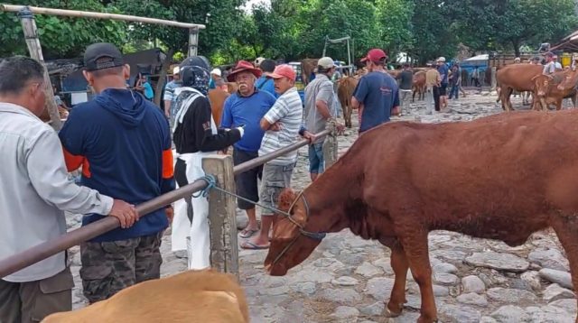 DKPP Kabupaten Kediri Dapat Tambahan 28.000 Dosis Vaksin untuk PMK