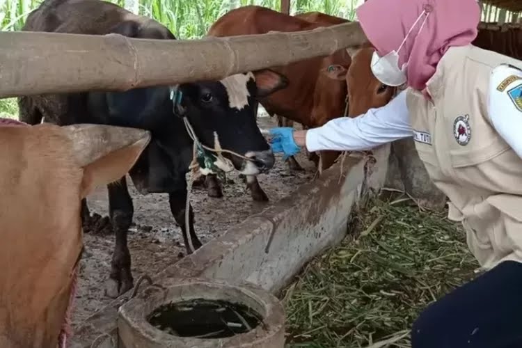 Angka Sembuh Sapi dari PMK di Kabupaten Kediri Minggu ini 1018 Ekor