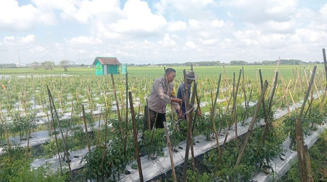 Dukung Ketahanan Pangan, Lahan Kosong Pekarangan Ditanami Cabe oleh Polsek Lengkong