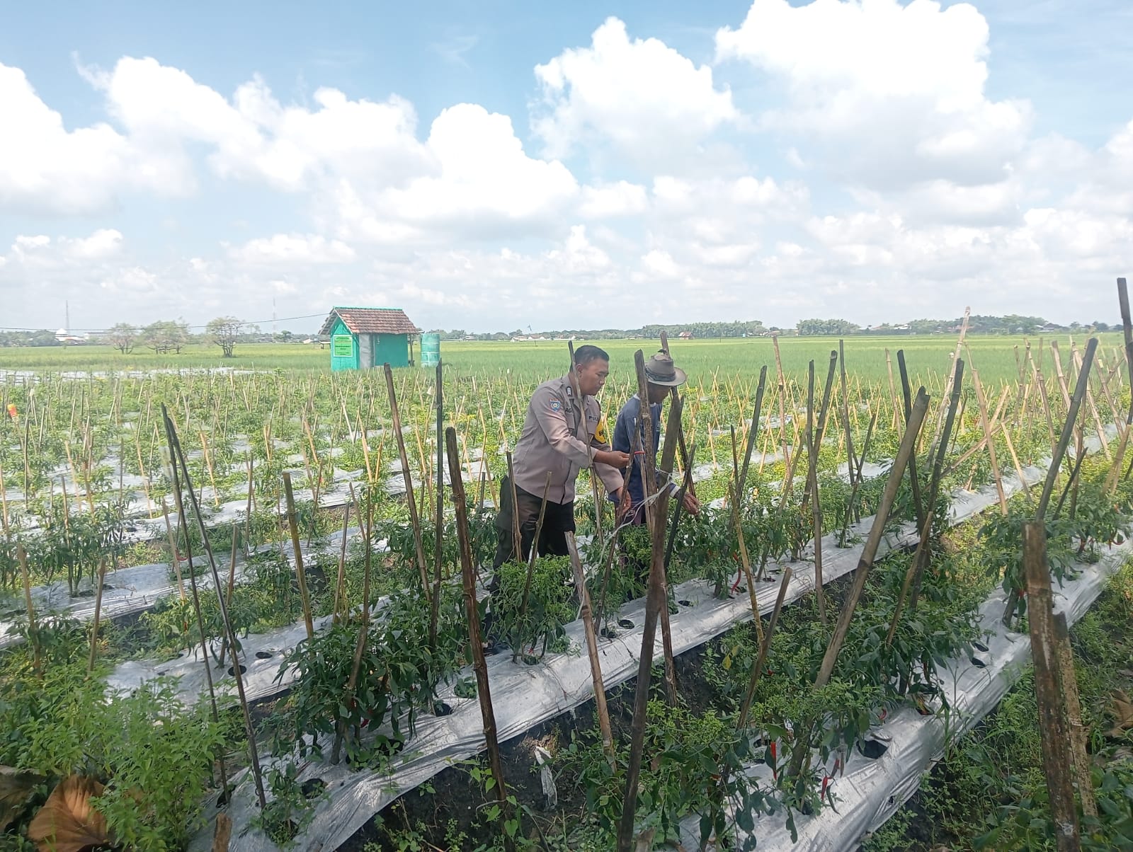 Dukung Ketahanan Pangan, Lahan Kosong Pekarangan Ditanami Cabe oleh Polsek Lengkong