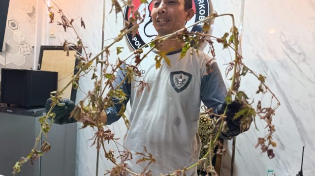 Geger Diduga Tanaman Mirip Ganja di Ponorogo, ini Penjelasan Polisi