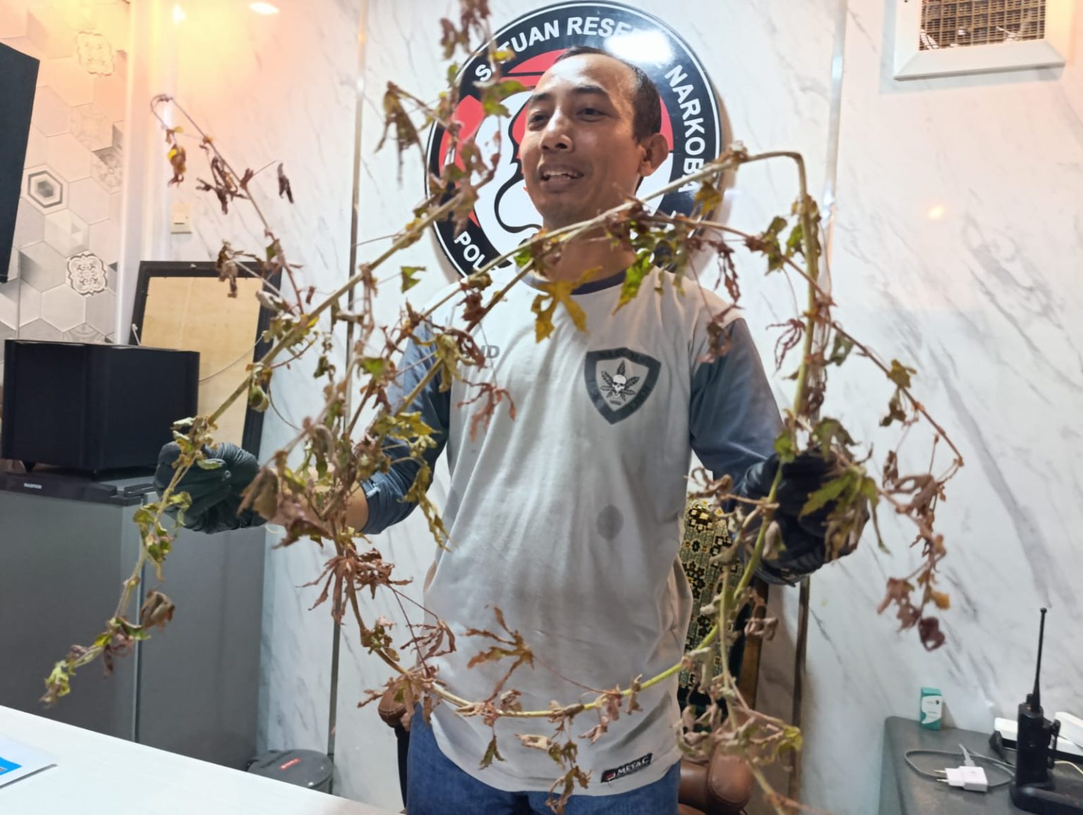 Geger Diduga Tanaman Mirip Ganja di Ponorogo, ini Penjelasan Polisi