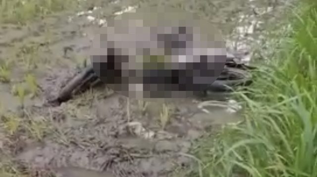 Pengendara Motor di Nganjuk Mengalami Luka-luka Setelah Kecelakaan Masuk Sawah, Begini Kronologinya